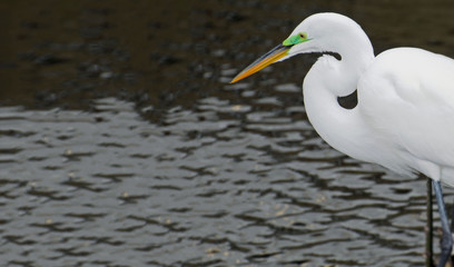 Closeup of great white egret to right, with shiny black legs, bent S shaped neck, green mating mask around bright yellow eyes, and orange and black beak with dark brown water ripples in background.