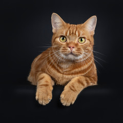 Fototapeta na wymiar Adorable young adult red tabby American Shorthair cat, laying down with front paws hanging over edge. Looking at lens with yellow / green eyes. Isolated on a black background.