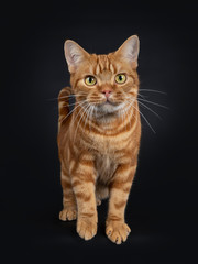 Obraz na płótnie Canvas Adorable young adult red tabby American Shorthair cat, standing front view. Looking at lens with yellow / green eyes. Isolated on a black background.