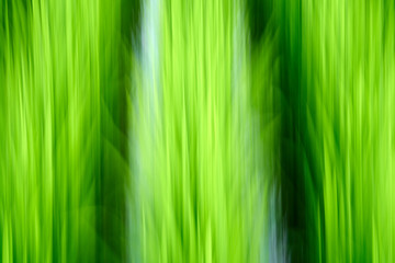 green leaves background