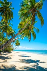 Fototapeten Bright scenic view of tall curving palm trees casting shadows on the shore of a deserted tropical island beach in Bahia, Brazil © lazyllama