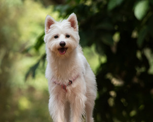 White Westie Dog in park