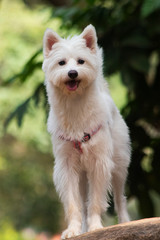 Fototapeta na wymiar White Westie Dog in park