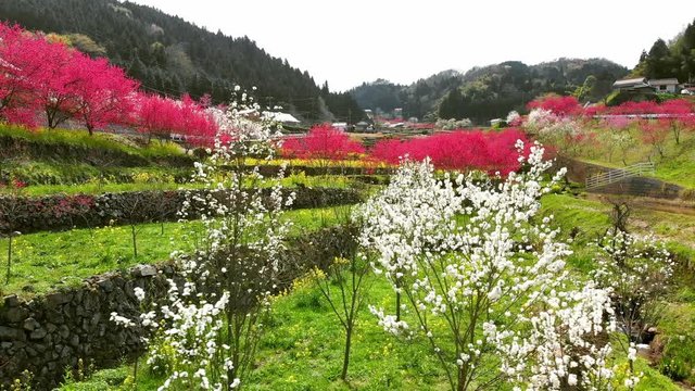 ドローン空撮 天国に一番近い里 横移動