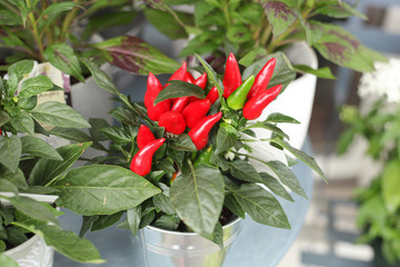 Decorative red pepper