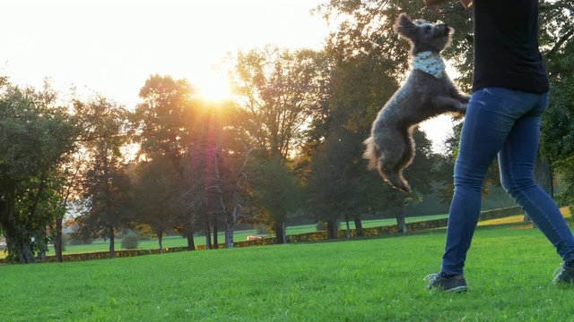 SLOW MOTION: A female trainer is training a small grey terrier dog to jump really high. He can't wait to get a treat.