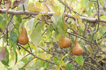 Pears in the garden