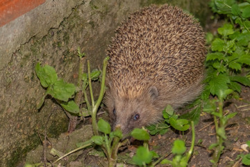 hérisson