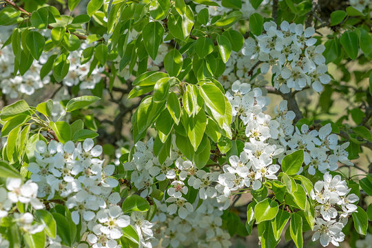 Pyrus communis in voller Bl&uuml;te