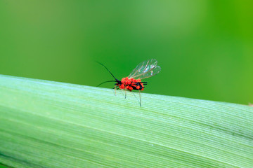 Red tube aphid and cinnabar leaf mites