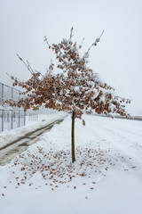 Naklejka premium Oak Tree Covered With Snow and Hoar Frost