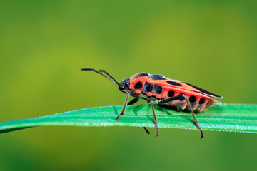 Fototapeta premium stinkbug on the plant