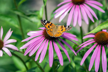 Obraz premium Vanessa cardui sitting on Echinacea purpurea flowering plant, eastern purple coneflower in bloom