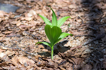 Veratrum album small green plant, spring time season, mountain flower, green leaves