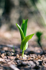 Veratrum album small green plant, spring time season, mountain flower, green leaves