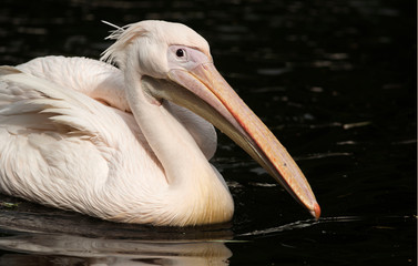 Rosapelikan im Abendlicht