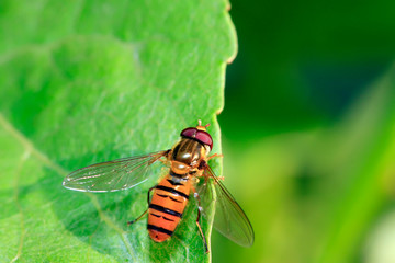 hoverfly in a natural environment