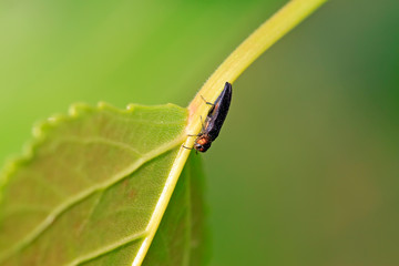 agrilus in a natural environment