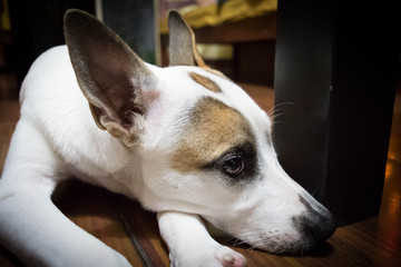 Obraz premium Emotional Dog