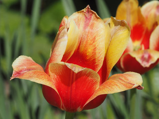Tulip is red.Flower show.Botanical garden of Moscow state University.May 10, 2018.