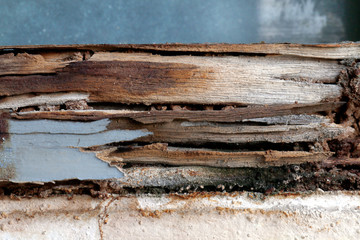 termite nest at wooden wall, nest termite at wood decay window sill architrave, background of nest termite, white ant, background damaged white wooden eaten by termite or white ant