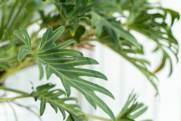 Green Leaf background. Green leaf texture.