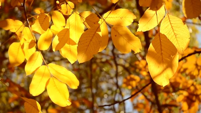Branch of large beautiful yellow leaves develops in the wind under the rays of the sun in autumn close-up
