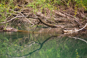 Dry branches reflections, fallen debris and plastic bottles, Zlatna Panega River surface at Iskar-Panega Eco-path Geopark, the first geopark in Bulgaria