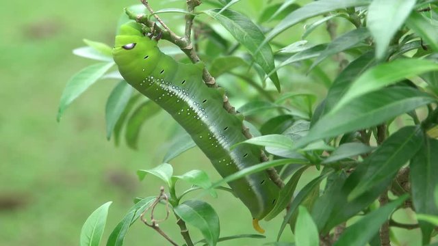 Beautyful green caterpillar with blue and white eyespots,4K video.
Daphnis nerii climbing on top of branch eating green leafs  ,oleander hawk moth&nbsp;or&nbsp;army green moth.