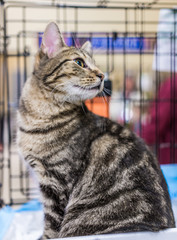 One tabby cat sitting in cage looking to side waiting for adoption, adorable whiskers