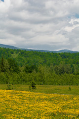 Summer landscape with yellow flowers on a field, trees and nice clouds on the blue sky. Field land with yellow flowers in the background trees,forest.Clean,blue,Sky,white,cloud.