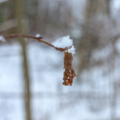 leaf in winter
