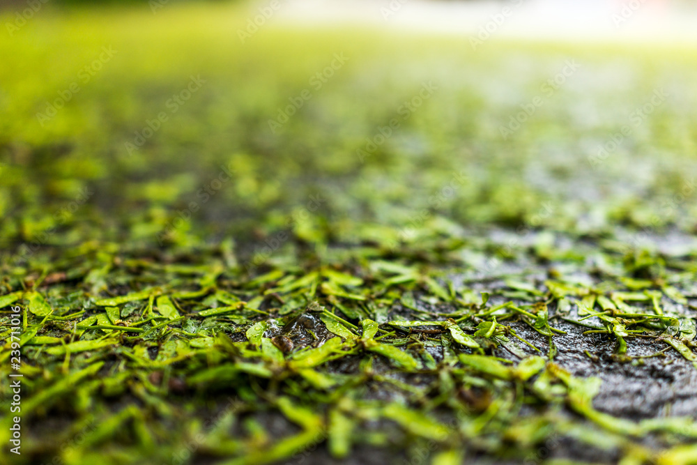 Wall mural background of fallen wet maple tree helicopter seed wings on ground asphalt macro closeup showing te