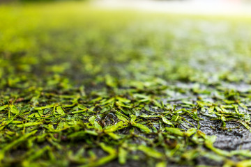 Background of fallen wet maple tree helicopter seed wings on ground asphalt macro closeup showing texture and detail with summer water