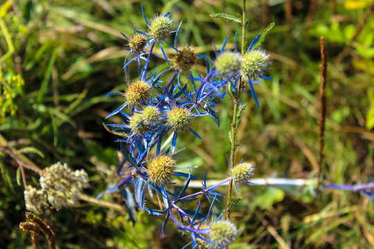 Close-up of field thistle with a blue stem