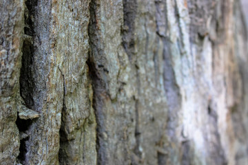 Photographed in a light dis focus of the bark of the old tree. Amazing background.