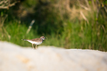 An adult Killdeer (Charadrius vociferus) at Assateague Island National Seashore, Maryland