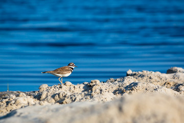 An adult Killdeer (Charadrius vociferus) by the water at Assateague Island National Seashore, Maryland