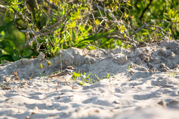 A Killdeer chick (Charadrius vociferus) running across the sand at Assateague Island National Seashore, Maryland