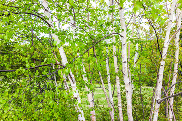 Closeup of many green birch trees grove with leaves in northern Canadian Canada summer