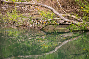 Dry branches reflections on Zlatna Panega River surface at Iskar-Panega Eco-path Geopark, the first geopark in Bulgaria