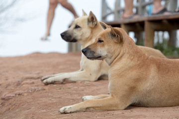 Couple dog lay down on the ground. Focus on the first.