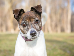 A brindle and white Jack Russell Terrier mixed breed dog looking at the camera with a head tilt.