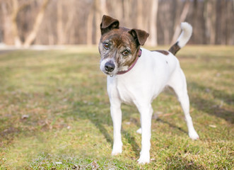 A brindle and white Jack Russell Terrier mixed breed dog looking at the camera with a head tilt