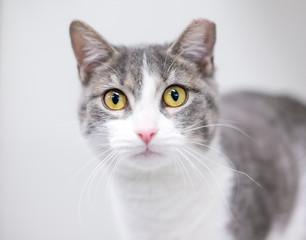 A gray and white domestic shorthair cat with its ear tipped, indicating that it has been spayed or neutered and vaccinated