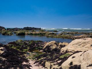 Sandstone rocks covered with seaweed forming rock pools on Atlantic coast of Portugal in summer