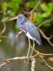 Dreifarbenreiher (Egretta tricolor)