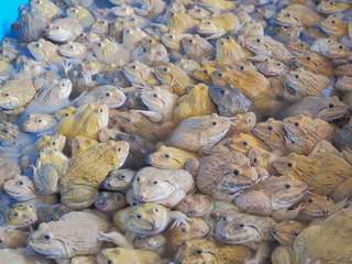 Top view of many Thai frogs resting in tang.