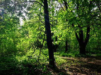 shadows of trees in the forest in spring