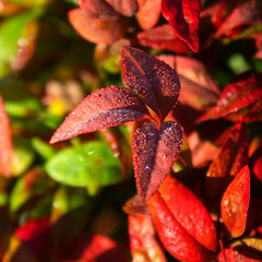Naklejka na ściany i meble Early Morning Frost on Red Leaves